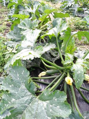 ゆめみる農園 森 京一さんへのみんなの投稿 農家漁師から産地直送の通販 ポケットマルシェ