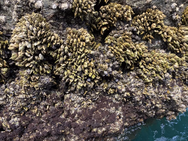 カメノテ　亀の手