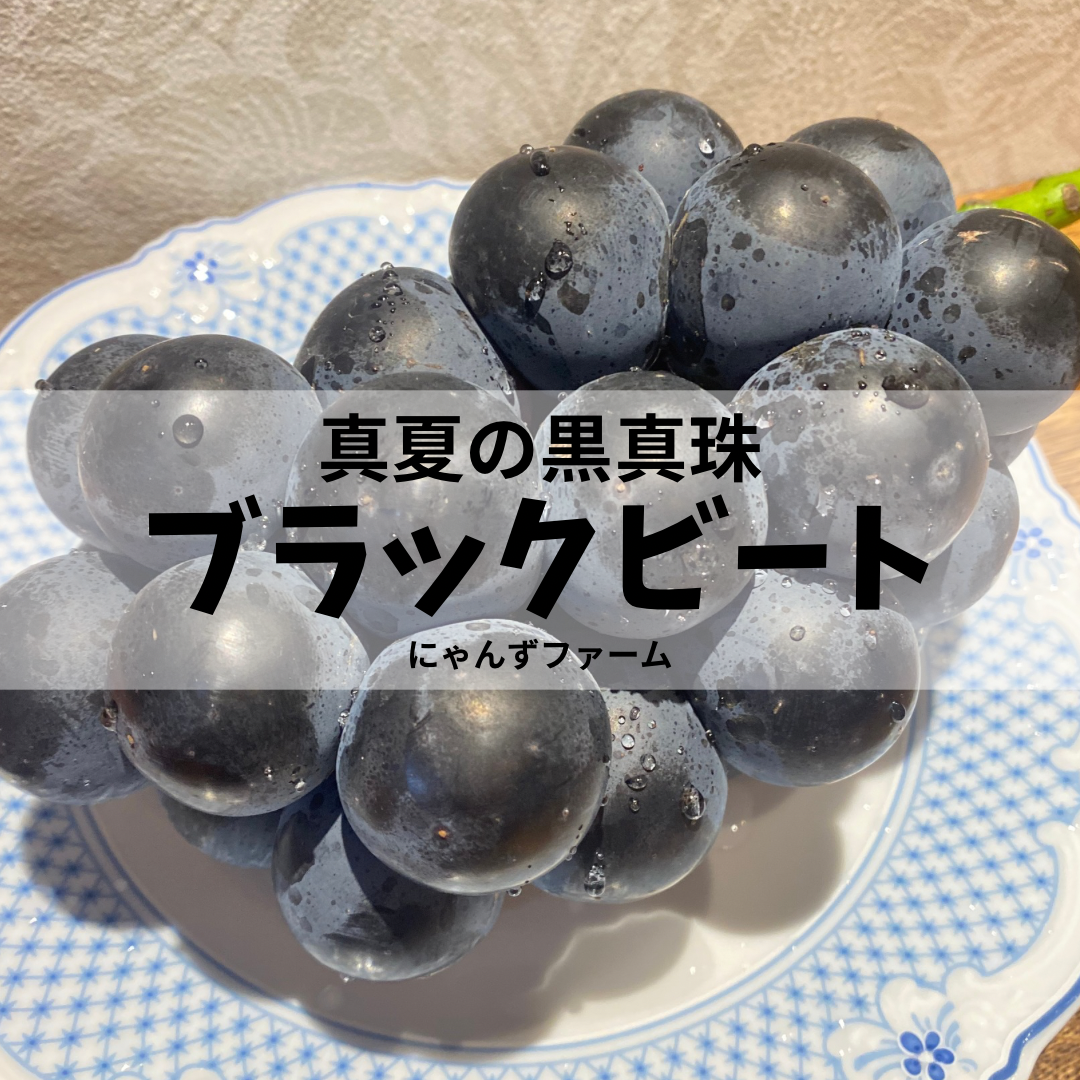 smile　ピオーネ/5キロ ピオーネ 5房（約2kg） 百貨店品質（贈答品） | ☀️THE SMILE