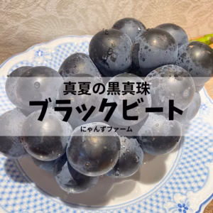 特別栽培農産物♡ぶどう♡ブラックビート♡山形県産ぶどう