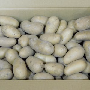 小粒じゃがいも メークイン 自然栽培 自然農法 無農薬 無肥料 