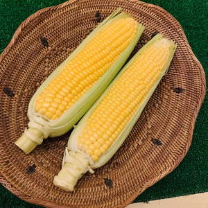 超希少❗️農薬を使わずに育てた　✨極甘トウモロコシ✨【6本入り】