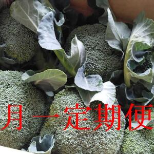 【03年10月～04年5月】ワソッコリー 月一定期便【ワソコリ砲】