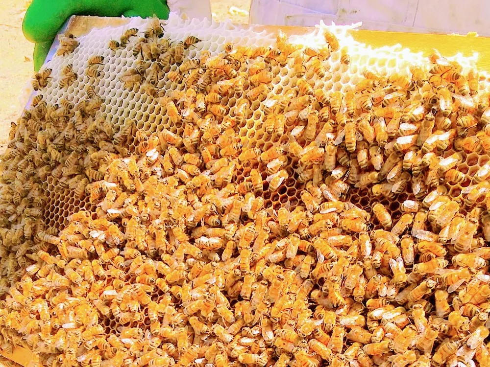 2023年度産・ハーブのような蜂蜜/はぜ(500g)