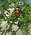 里山村の旬のサラダ野菜+絶品中玉トマトセット