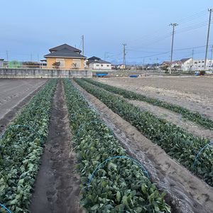  今しか出せない。群馬の無農薬ほうれん草