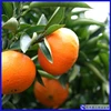 [予約価格] 希少品種「べにばえ」天草の芳潤なオレンジ（ご家庭向き）