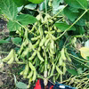 【自然栽培】枝豆　大粒!!ユキホマレ