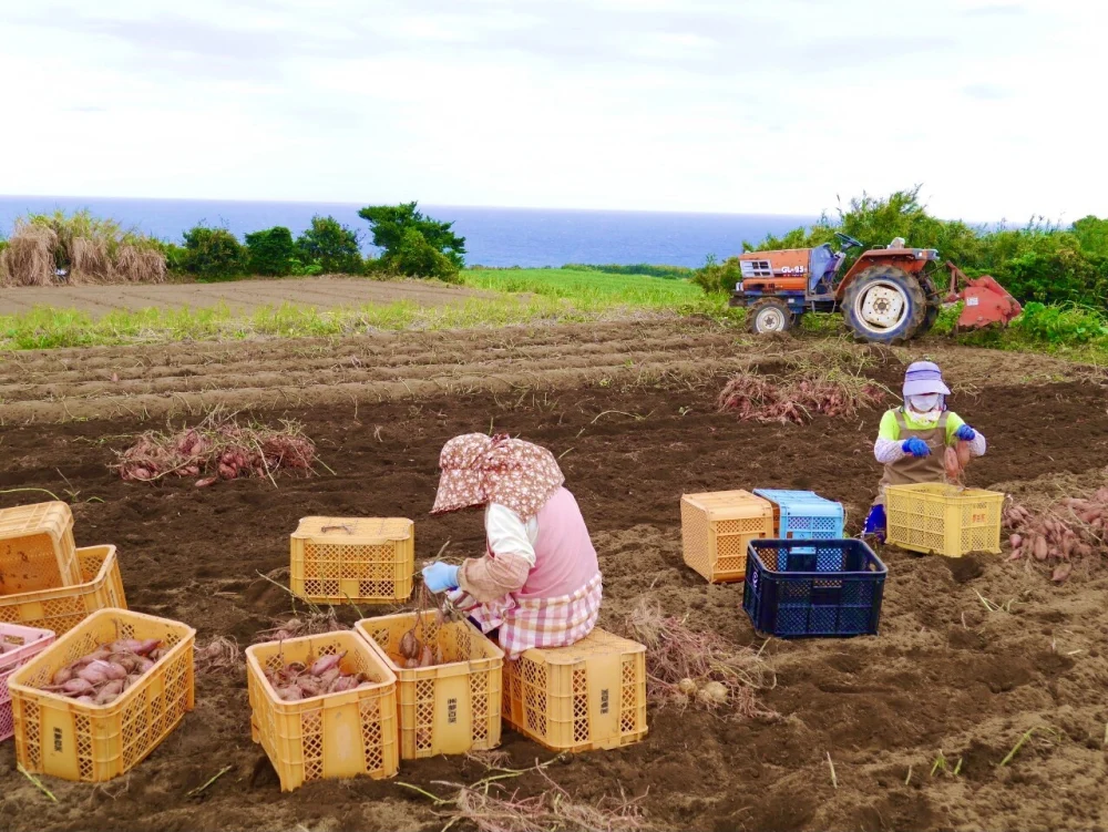 【期間限定】種子島産 新じゃが＆熟成安納芋 セット