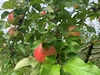 さむさわのりんご ちょっぴりキズ 葉とらずシナノスイート 5キロ 14～1８玉