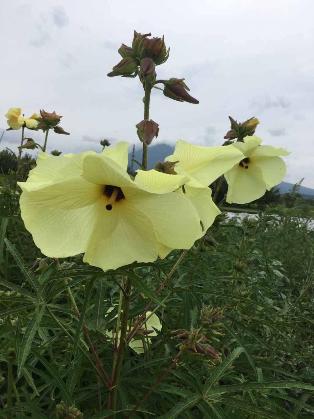 世界一美しい野菜 花オクラ クローバー農園 農家漁師直送のポケットマルシェ