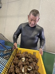 江田島産 サザエ お刺身サイズ 農家漁師から産地直送の通販 ポケットマルシェ