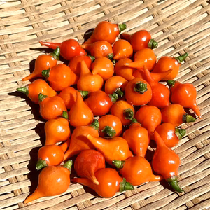 辛みのないトウガラシ「ビキーニョ」ピクルスや彩りに。