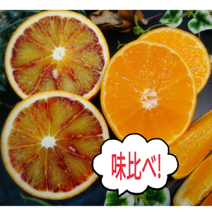 3月【先行15 】春の柑橘食べ比べ❣ブラッドオレンジ&麗紅２，５kg（箱込み