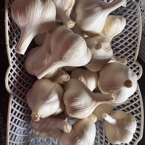 【整形玉】こだわり強めな乾燥にんにぐ(にんにく)