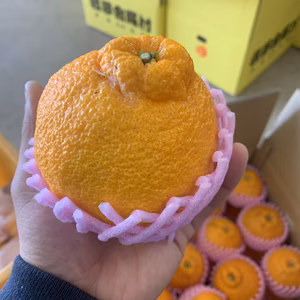 【熊本県産】【期間限定】　今が旬のガムシャラポン