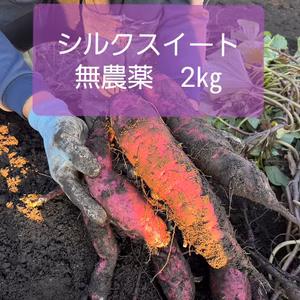 さつま芋シルクスイート約2㎏　無農薬栽培