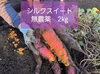 さつま芋シルクスイート約2㎏　無農薬栽培