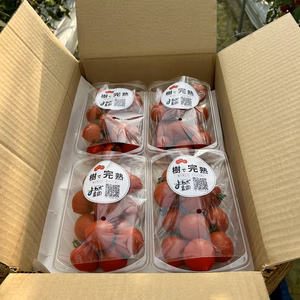 樹上完熟 ミディトマト 4パックセット（約1.5kg）