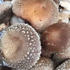【原木しいたけ食べくらべ】ブルースファームの613・309