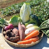 【農薬・化学肥料不使用】冬野菜Mセット（8品目前後）