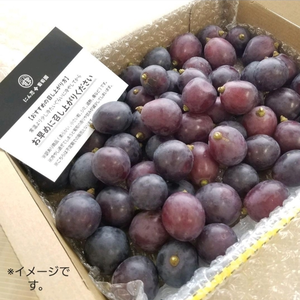【感謝価格】　一箱　訳あり　紺　葡萄　ぶどう　果物　くだもの　にん忍葡萄園　
