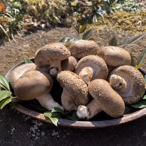 【500g】そのまま焼くだけで美味しい！肉厚！原木しいたけちゃん！