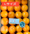 【数量限定】樹上熟成 有田みかん 夕やけみかん（Lサイズ・懐かしの甘さ）