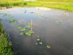 o2048153613795102238