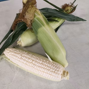 ロイシーコーン　ポケマルの夏ギフト！気温差が甘くするホワイトコーン平均糖度17度