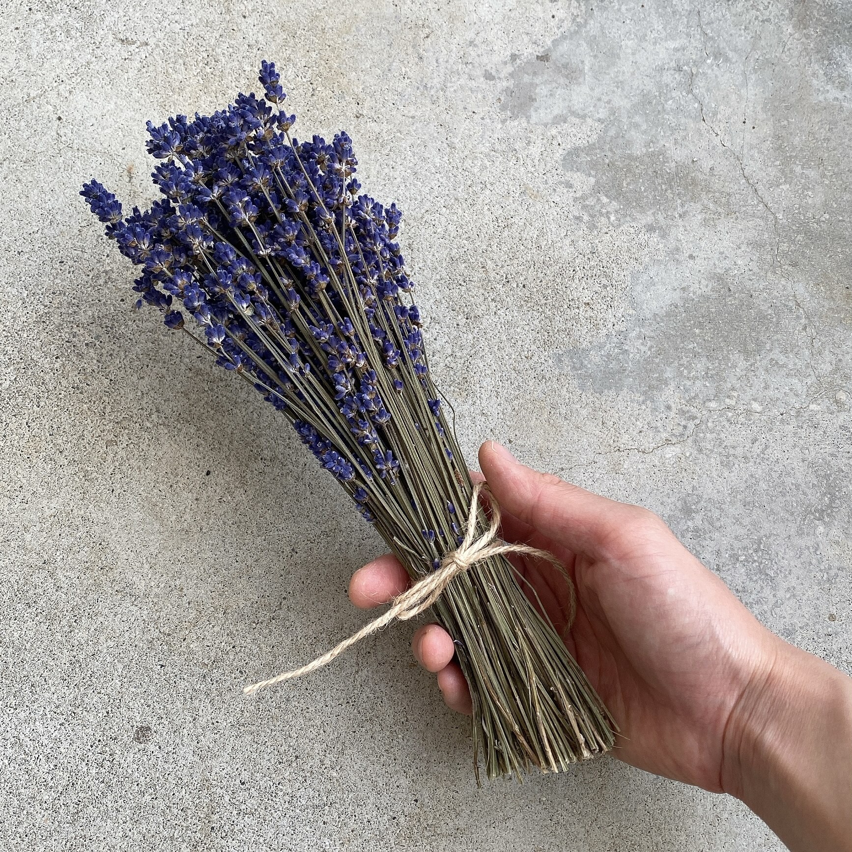 お試し♪北海道上富良野産 ラベンダードライフラワー＊香り豊かな