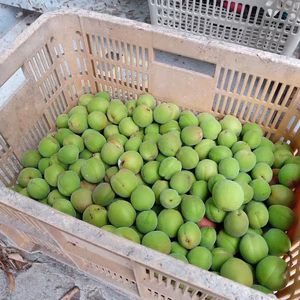 送料込み。大梅、レターパックに入る分の約2.6kg。実が黄色が多いです。