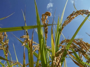 o0640048013413411229