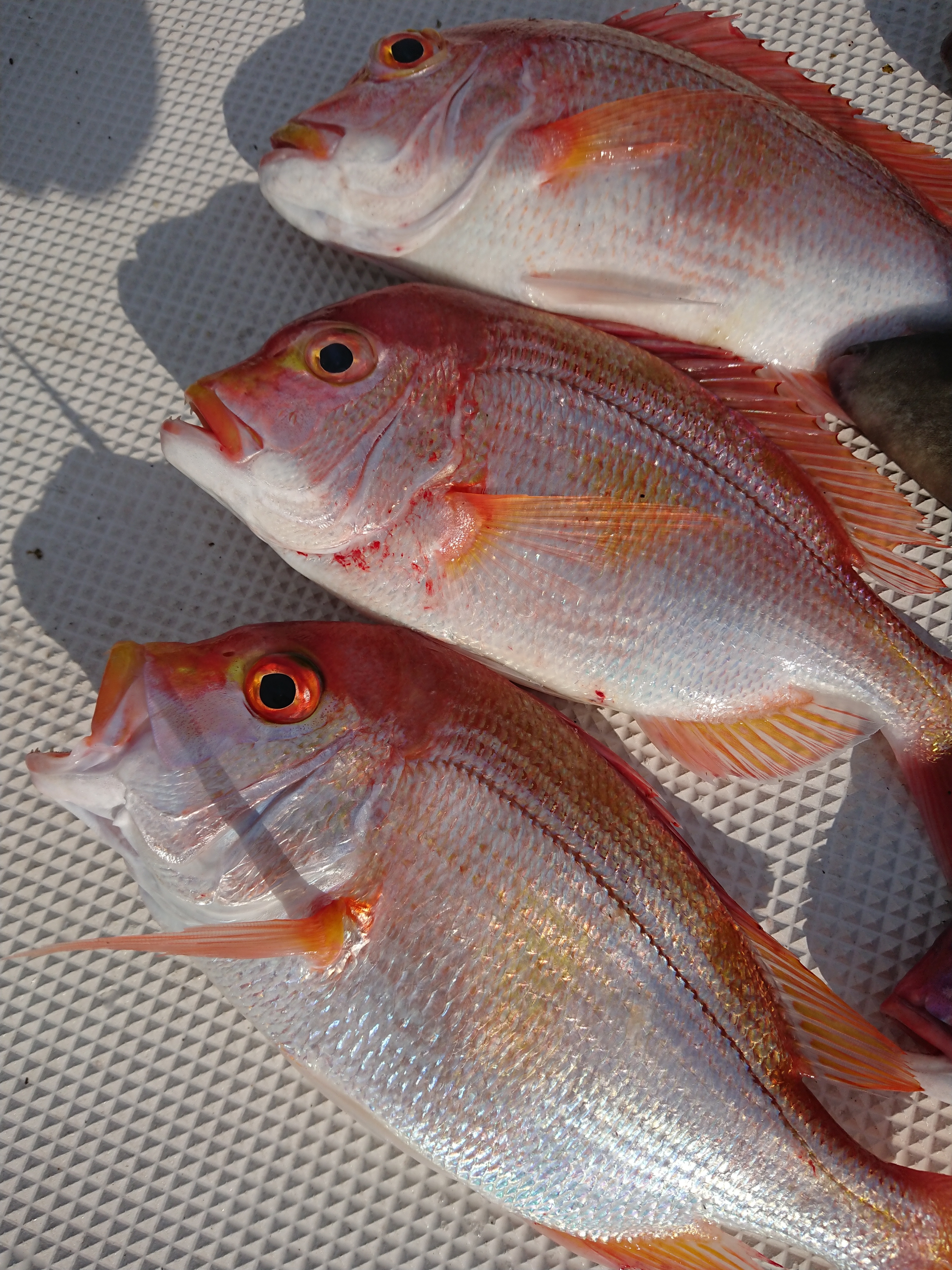 一本釣り鮮魚 捌いてお届け 殺菌海水で干物にも 農家漁師から産地直送の通販 ポケットマルシェ