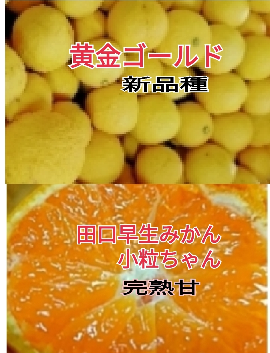 ウサキチさま専用出品 田口早生 3年生 みかん 苗木 田口早生温州みかん