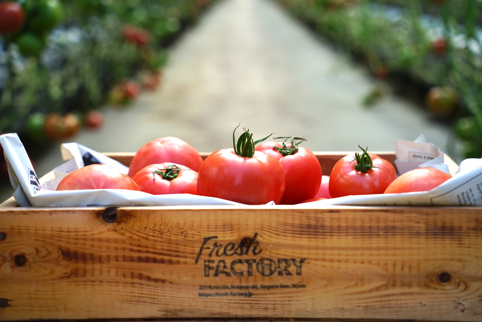 復活!![4キロ箱満杯詰め]完熟トマト『陽の香り』 4キロ箱満杯詰め