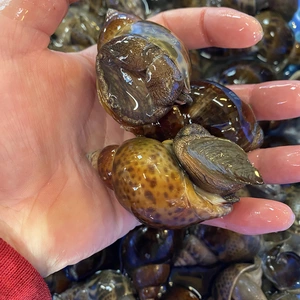 大人気！伊勢湾本バイ貝