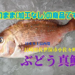 活き〆　丸のまま　日本本土最西端の海で大切に育てた真鯛