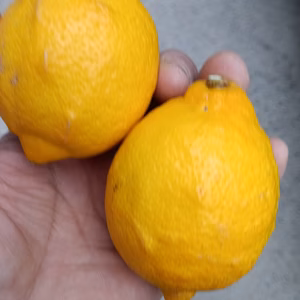 皮も使える広島県産レモン  訳あり品 4kg(約38個入)　即日発送可能