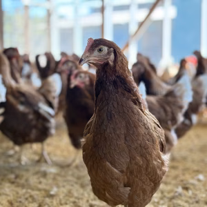 ★冷蔵便・受取日指定可能★【酵母・平飼い卵】酵母を与えて育った平飼いたまご