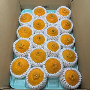 【特選】香り高くジューシー☆また旅デコ【不知火、デコポン】