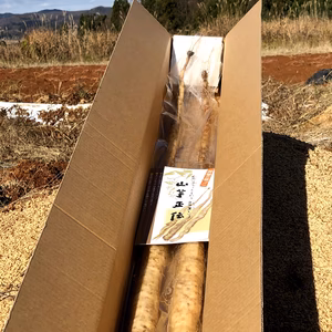 自然薯『山のうなぎ』頑張る人へ！（1～2本）約800gと1kg#山薬#栄養