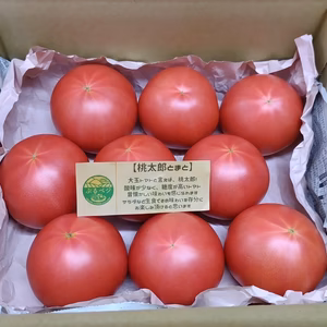 大玉トマトの王道！赤熟もぎりの桃太郎♪ ６０size箱 ８〜９玉詰め！約1.３㌔