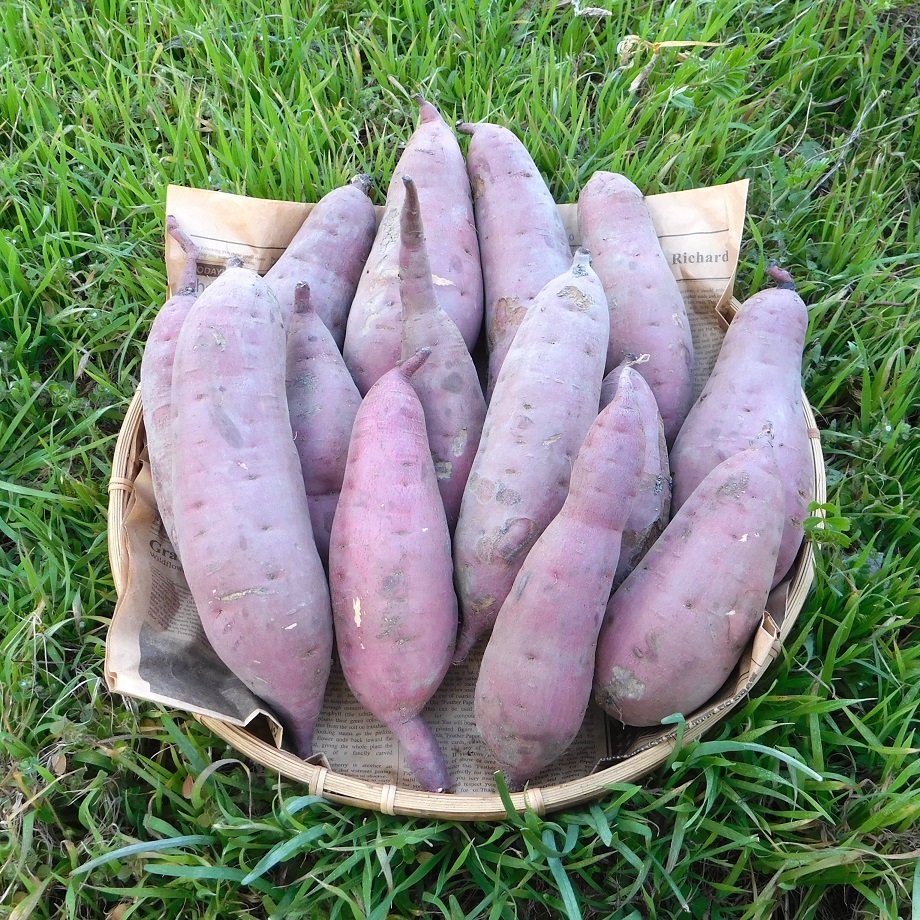 加工用】規格外さつま芋「紅はるか10kg」（自然栽培）｜野菜の商品詳細