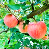 香り高い人気品種♪早生ふじ〈こうりん〉