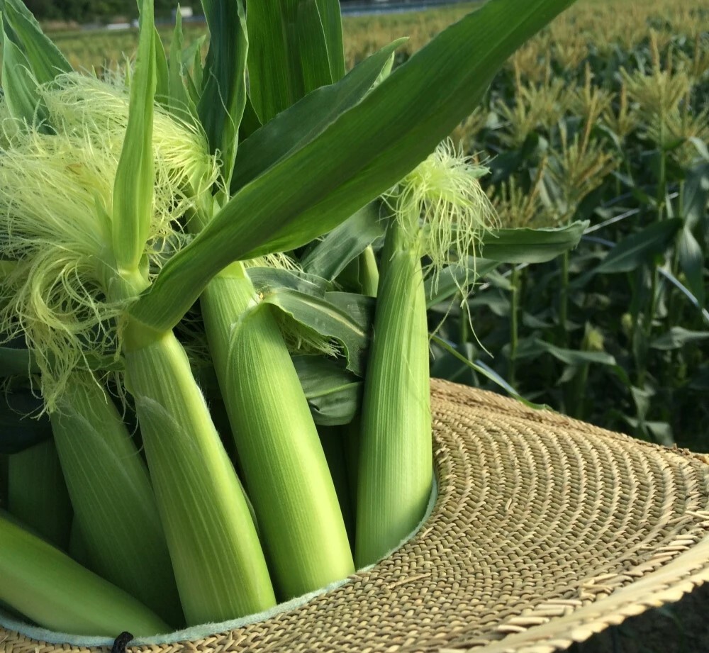 スタッフ注目の新着商品4/26】毎年好評✨甘々娘のベビーコーン🌽や