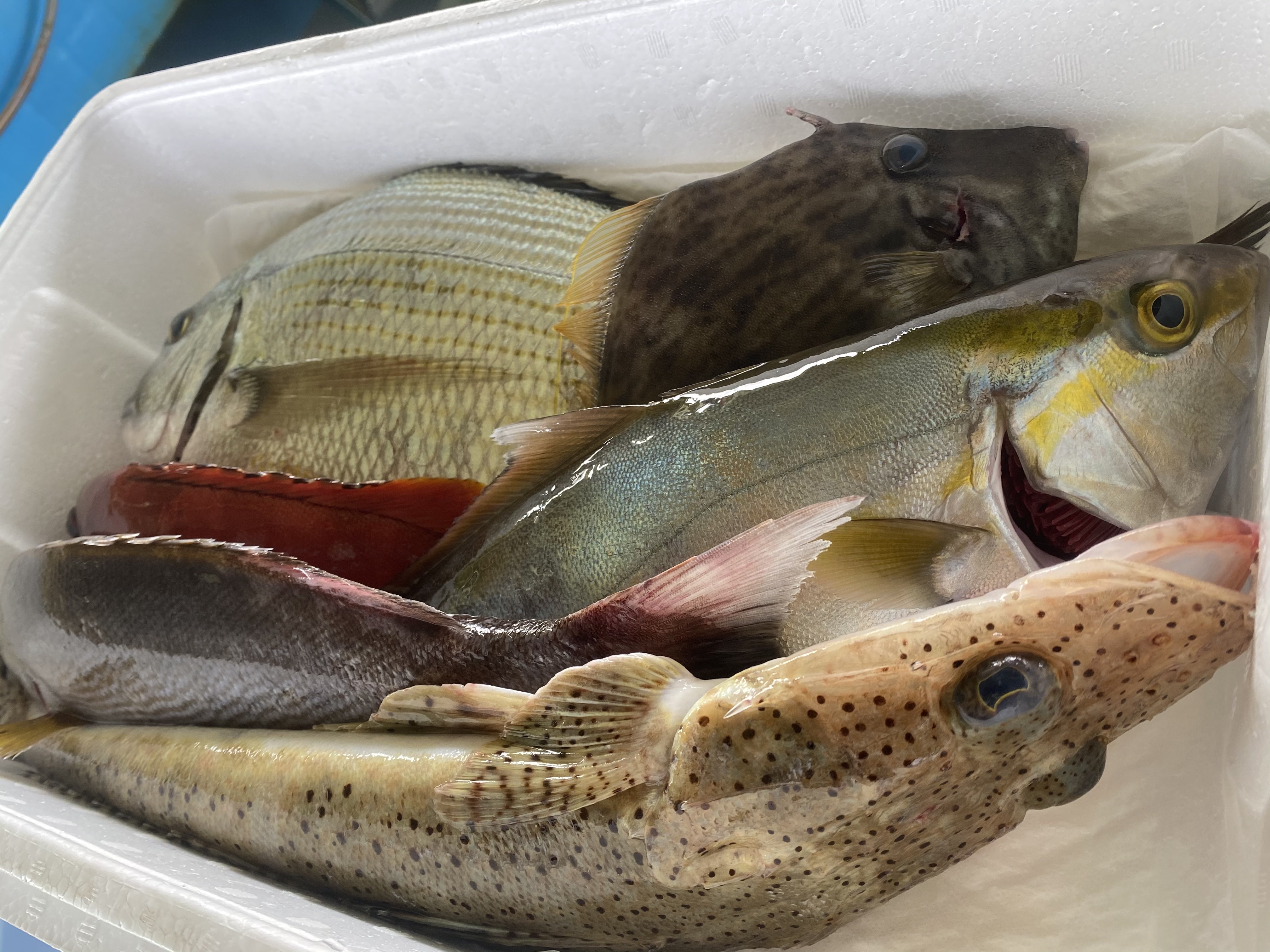 津本式 高級飲食店に卸す魚を体験できるお任せ鮮魚box 魚介類の宝石箱 農家漁師から産地直送の通販 ポケットマルシェ