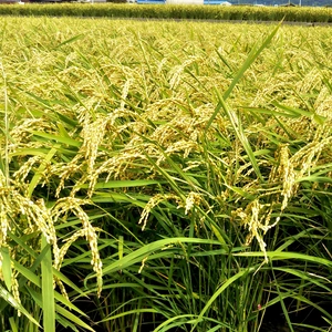 【令和3年度新米】玄米でお届け！！農薬不使用キヌヒカリ玄米《淡路島産》