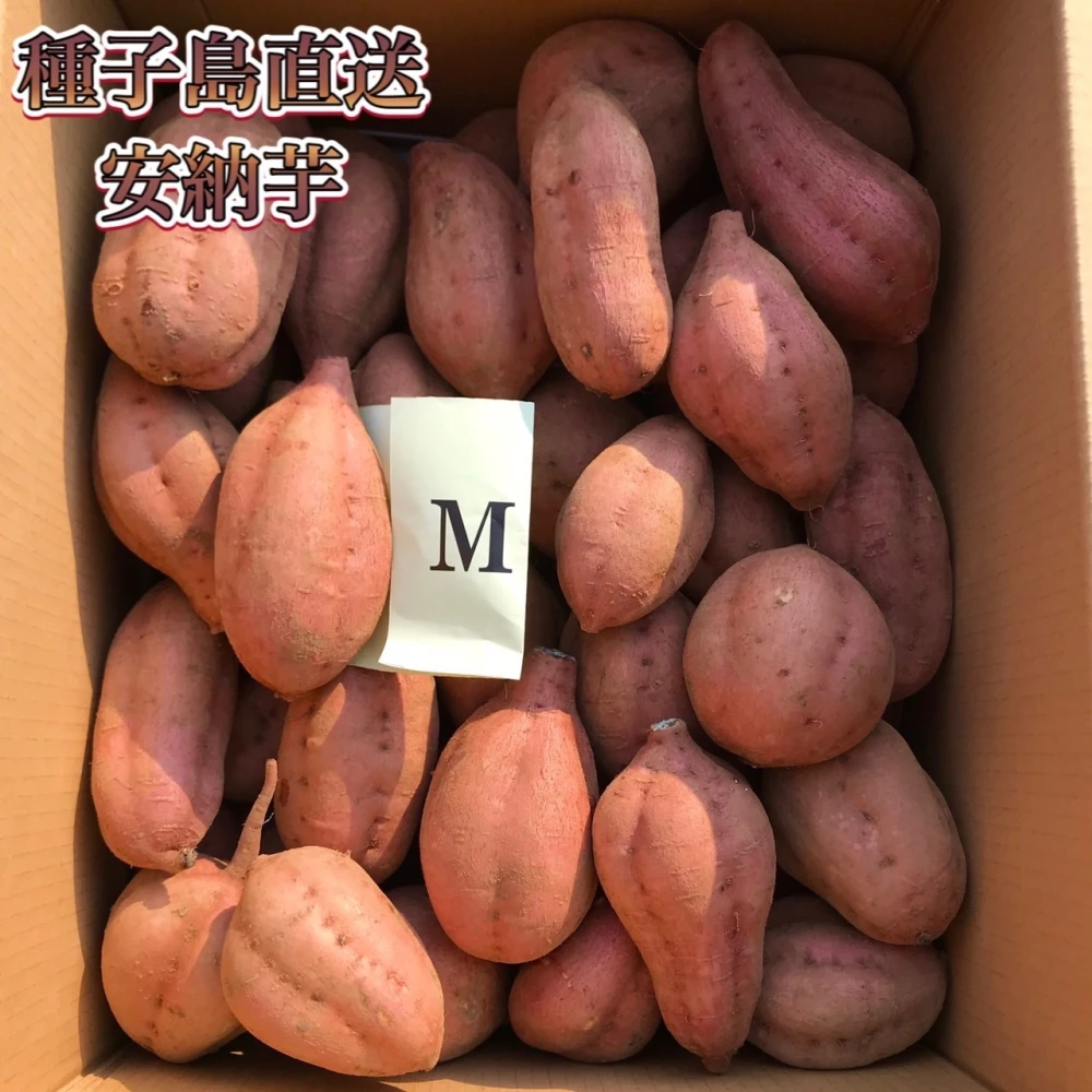 【絶品】種子島産  安納芋  Mサイズ