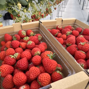 数量限定　超お買い得！加工用完熟いちご　1.5kg